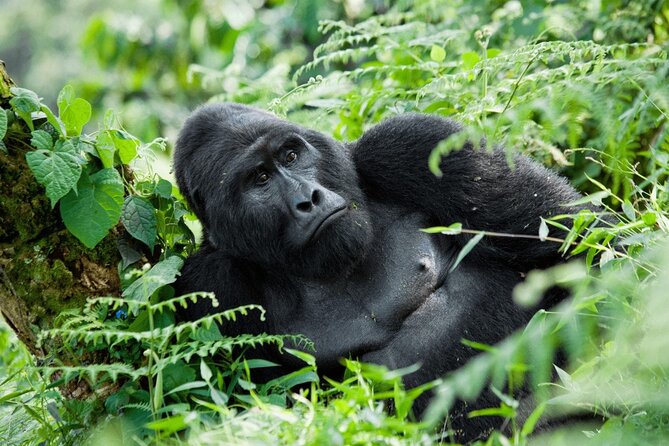 07-Days Murchison Falls, Queen Elizabeth & Gorillas Safari - Key things that make this safari tick