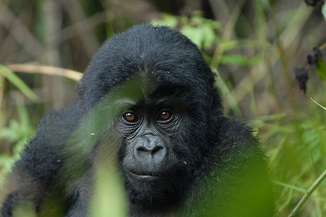 07-Days Murchison Falls, Queen Elizabeth & Gorillas Safari - Price and value: what $5,372 really buys for up to 2