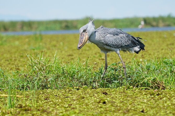 1/2 Mabamba Swamp Shoebill Tour - Mabamba Swamp and the Shoebill Stork, the Main Event