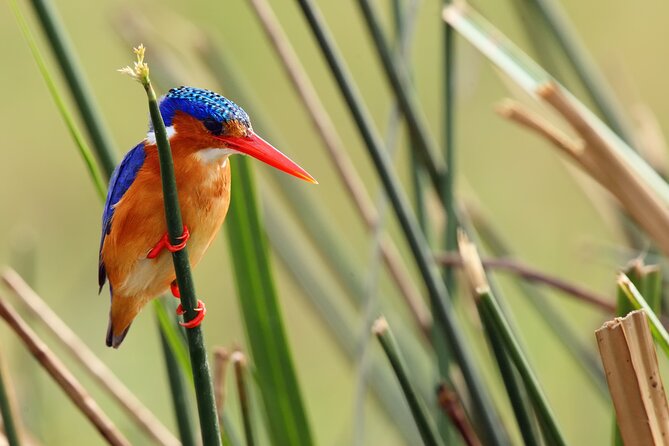 1/2 Mabamba Swamp Shoebill Tour - Price and Value: What $130 Covers (And What It Does Not)
