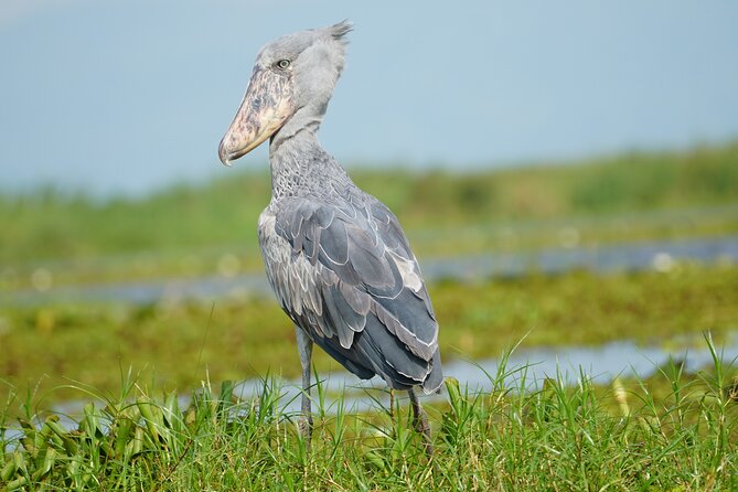 1/2 Mabamba Swamp Shoebill Tour - The Best Way to Think About the 5-Hour Day