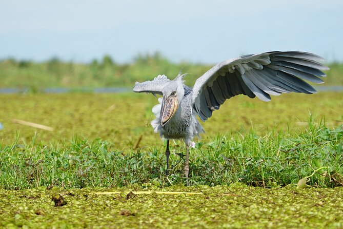 1/2 Mabamba Swamp Shoebill Tour - Who This Tour Suits Best (And Who Might Feel Frustrated)