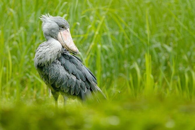 1/2 Mabamba Swamp Shoebill Tour - Nakiwongo Landing Site Route Through Papyrus Bird Country