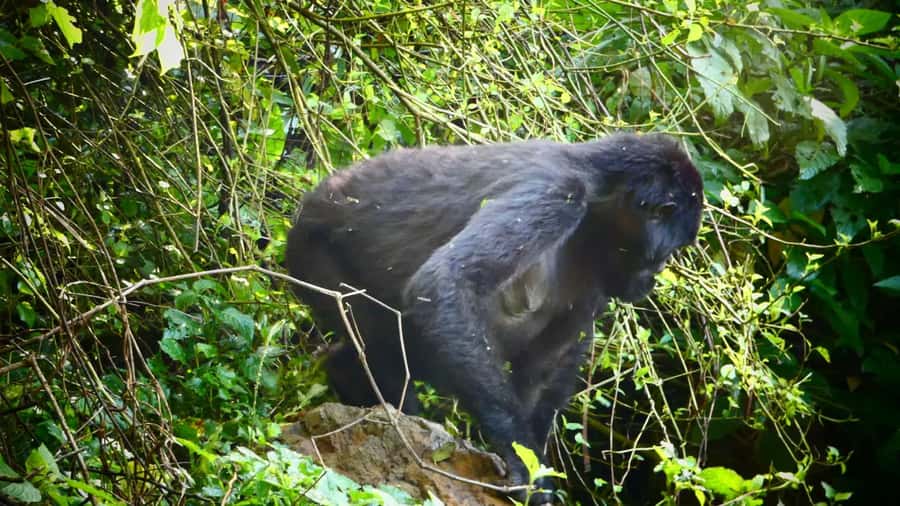 1 Day Gorilla Tour in Bwindi from Kigali - Why this one-day gorilla route from Kigali is a smart use of time