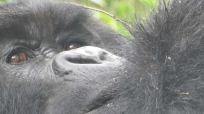 1 Day Gorilla Tour in Bwindi from Kigali