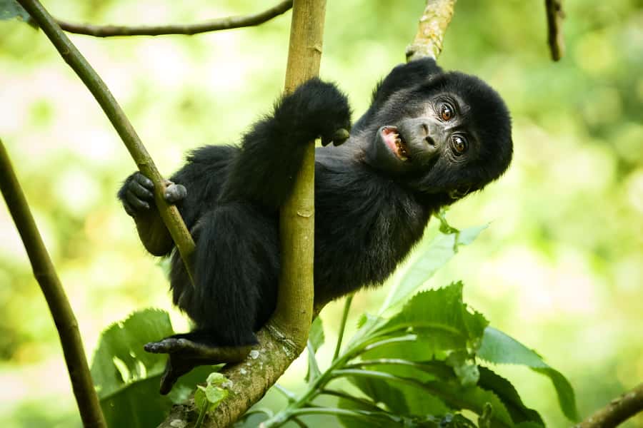 1 Day Gorilla Tour in Bwindi from Kigali - Price and value: $300 for the trip, $800 for the permit, plus $50 visa