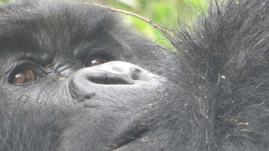 1 Day Gorilla Tour in Bwindi from Kigali - The 2:00 to 2:30 AM pickup, border clearance, and long van ride realities