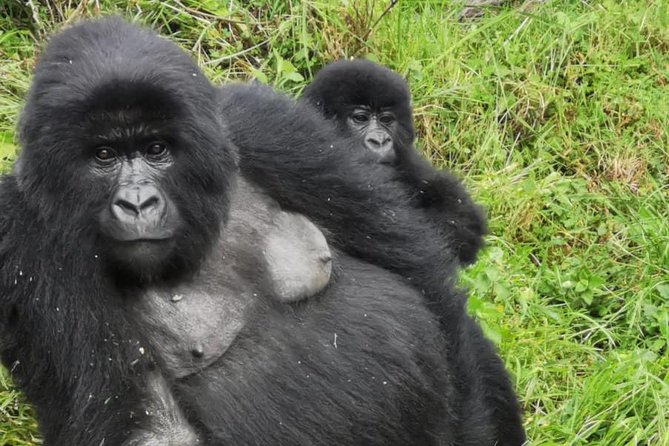 1 Day Gorilla Trekking Mgahinga Gorilla NP & Lake Bunyonyi - The Very Early 5:00 am Pickup From Lake Bunyonyi