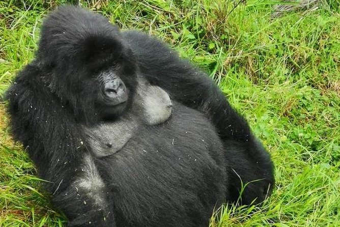 1 Day Gorilla Trekking Mgahinga Gorilla NP & Lake Bunyonyi - At the Ranger Station: Briefing, Permit, and Senior Guidance