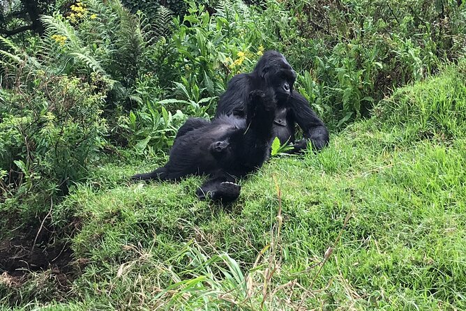 1 Day Gorilla Trekking Mgahinga Gorilla NP & Lake Bunyonyi - The One Hour With Gorillas: The Moment You Came For