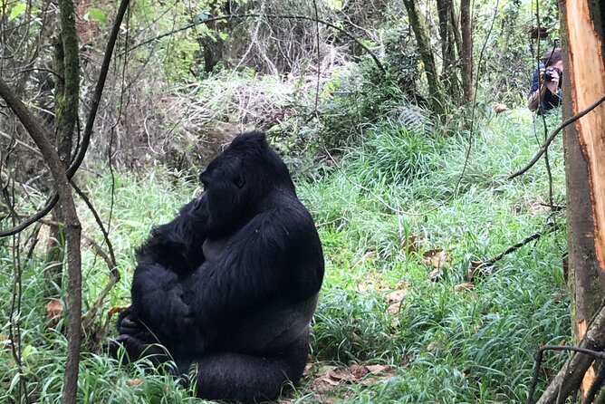 1 Day Gorilla Trekking Mgahinga Gorilla NP & Lake Bunyonyi - Value and Price: Is $1,400 Per Person Worth a One-Day Trek?