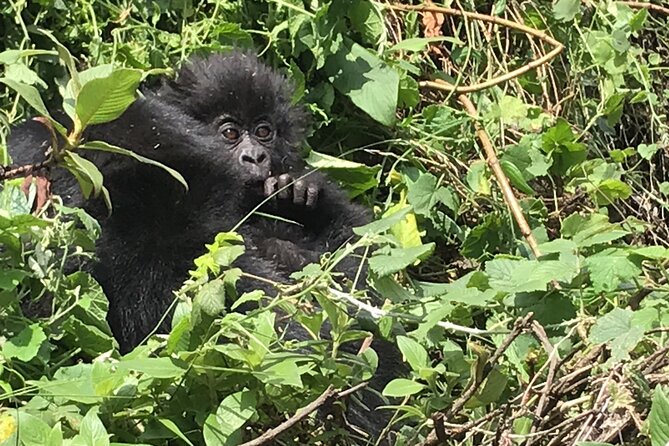 1 Day Gorilla Trekking Mgahinga Gorilla NP & Lake Bunyonyi - Group Size and Who This Tour Suits Best