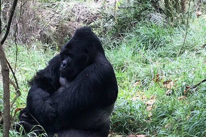 1 Day Gorilla Trekking Mgahinga Gorilla NP & Lake Bunyonyi - Into Bwindi or Mgahinga: What the Trek Really Feels Like
