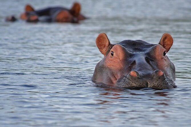 1 Day Lake Mburo National Park Short Safari from Kampala - Lake Mburo From Kampala: Why This Short Safari Works