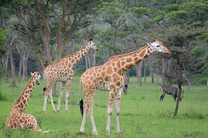 1 Day Lake Mburo National Park Short Safari from Kampala - Getting There: 6:00am Pickup and an Air-Conditioned Ride