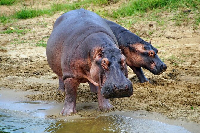 1 Day Lake Mburo National Park Short Safari from Kampala - Who Should Book This Lake Mburo Day Safari, and Who Should Pass