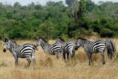 1 Day Lake Mburo National Park Short Safari from Kampala