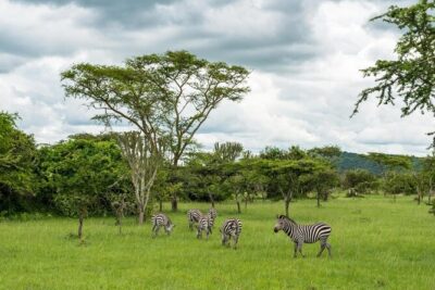 1 Day Lake Mburo Tour from Kampala