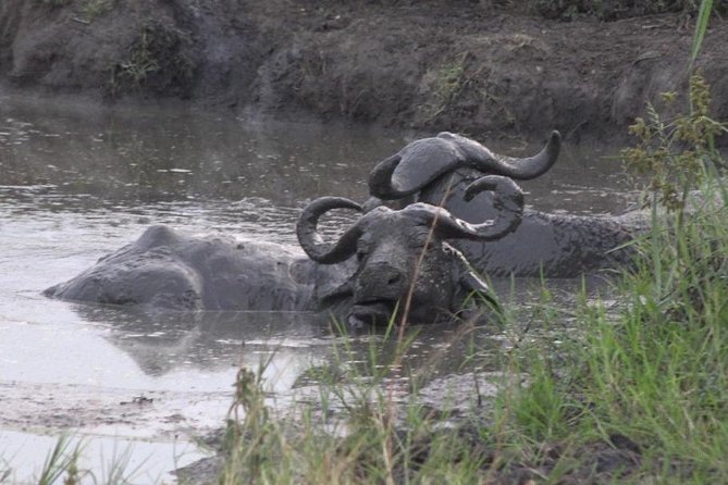 1 Day Lake Mburo Wildlife Safari - Key Highlights You’ll Feel Right Away