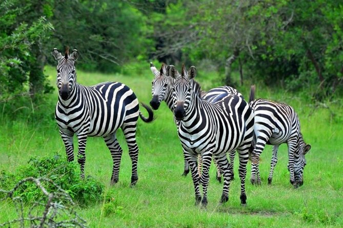 1 Day Lake Mburo Wildlife Safari - Lake Mburo in One Day, and Why It Works