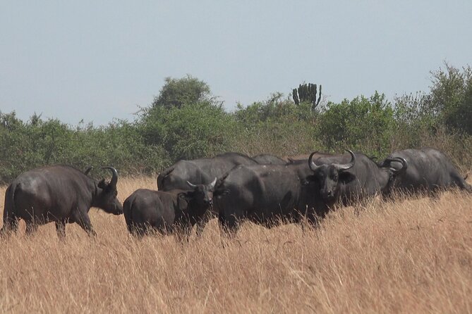 1 Day Lake Mburo Wildlife Safari - Birdlife at Mburo: Rare Species Energy Without the Pressure