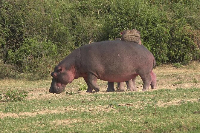 1 Day Lake Mburo Wildlife Safari - Your Guide and Transport: The Difference Between Seeing and Enjoying