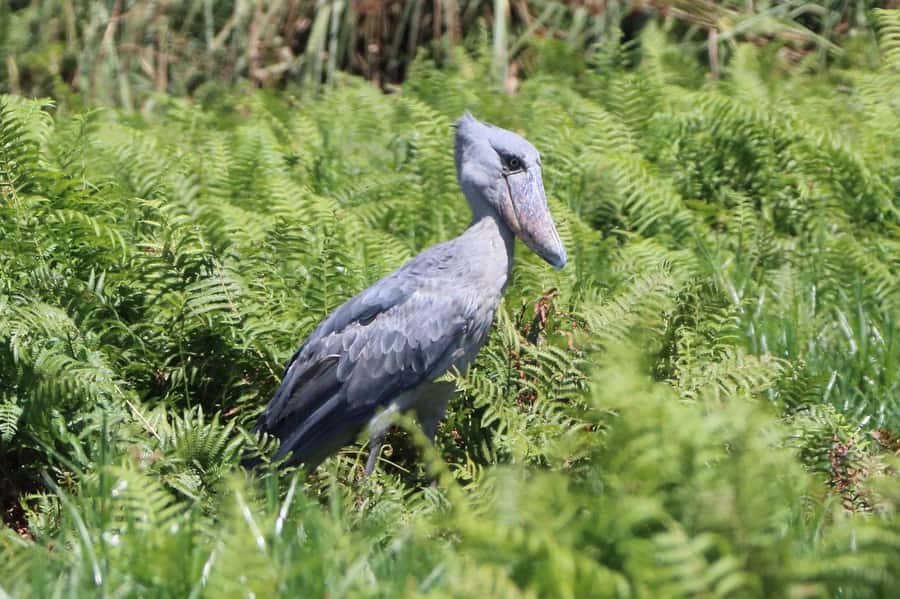1-Day Mabamba Shoebill Birding Tour in Lake Victoria Entebbe - Why Mabamba Swamp is the shoebill playground