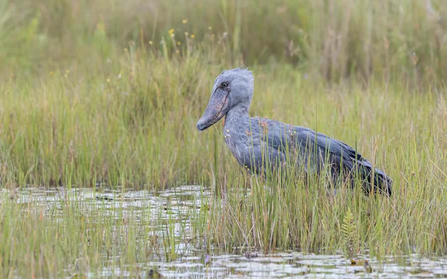 1-Day Mabamba Shoebill Birding Tour in Lake Victoria Entebbe - On the water, then into the channels: how the boat ride works