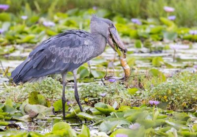 1-Day Mabamba Shoebill Birding Tour in Lake Victoria Entebbe