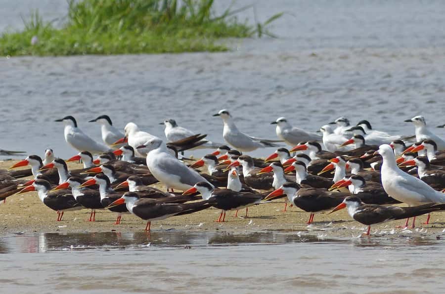 1-Day Mabamba Shoebill Birding Tour in Lake Victoria Entebbe - Who should book, and who should think twice