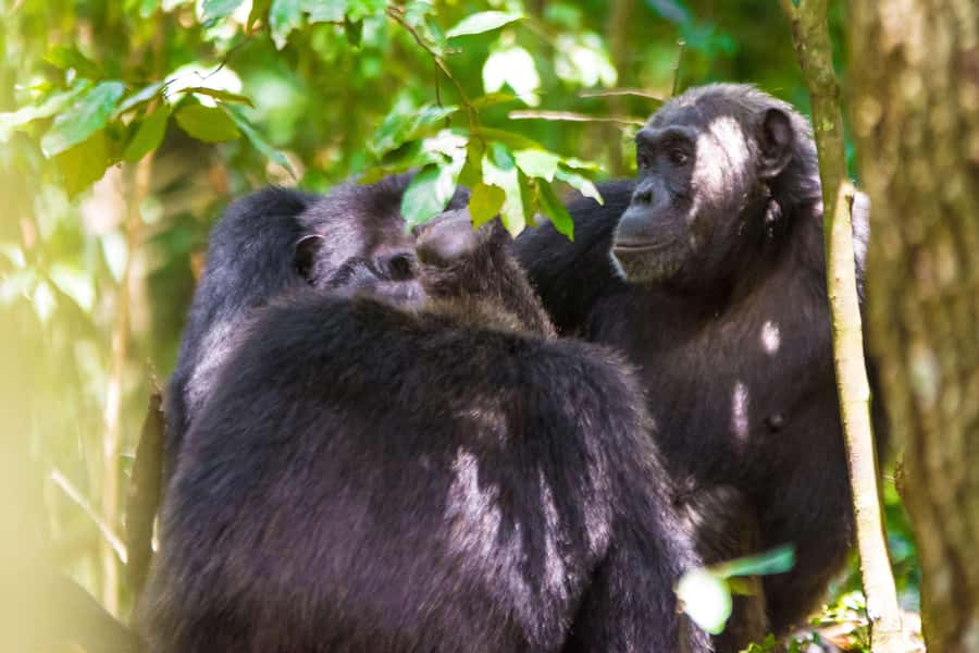 1-Day Ngamba Island chimpanzee tour - Ngamba Island on Lake Victoria: why this day trip works