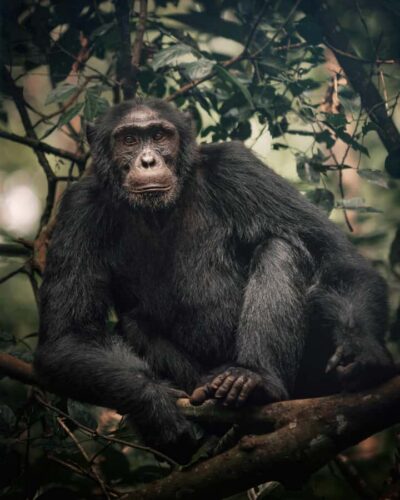 1-Day Ngamba Island chimpanzee tour