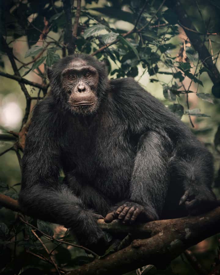 1-Day Ngamba Island chimpanzee tour - Price and time: does $290 make sense for a 6-hour visit?