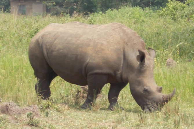 1 Day ziwa Rhino tracking trip - Quick highlights