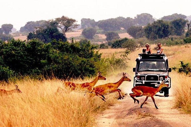 10-Day African Safari in Uganda from Kampala - The big idea: a private safari route that really crosses Uganda