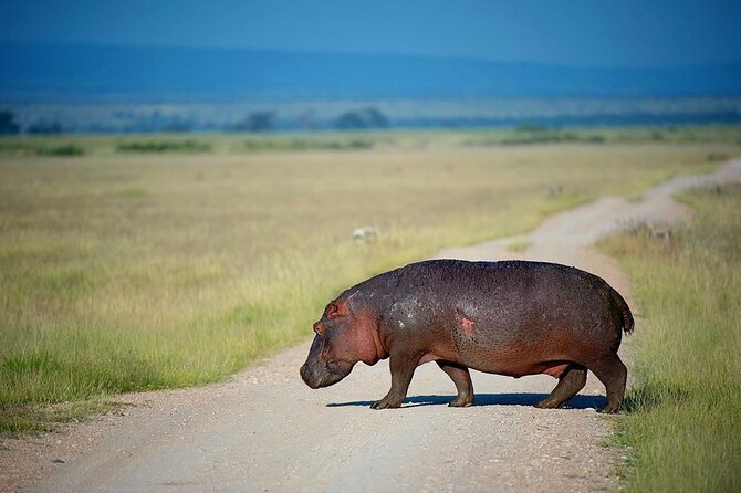 10-Day African Safari in Uganda from Kampala - Kibale Forest National Park: chimp tracking and a swamp walk