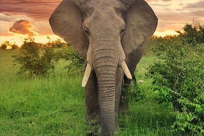 10-Day African Safari in Uganda from Kampala - Queen Elizabeth National Park: long drives and Kazinga Channel hippos