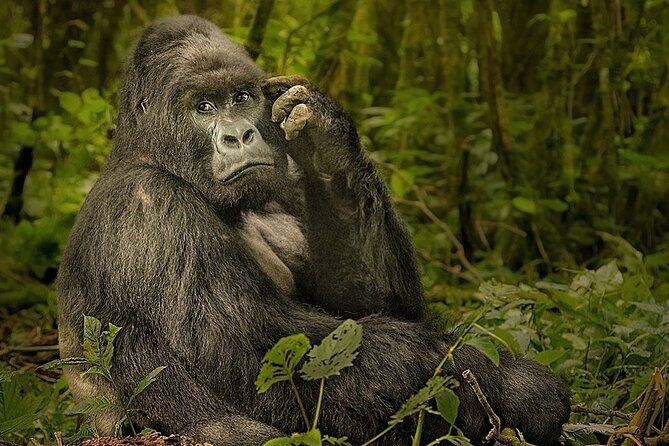 10-Day African Safari in Uganda from Kampala - Bwindi Impenetrable Forest: mountain gorillas, chimp possibility, and a trail that can take time