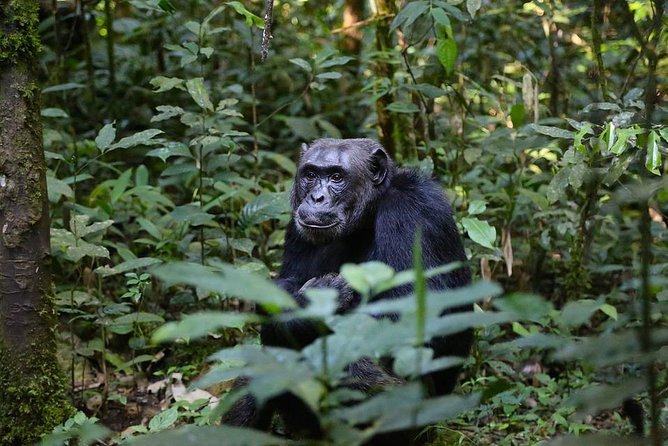 10 Day Best of Uganda Adventure Safari - Why this Uganda safari route works so well