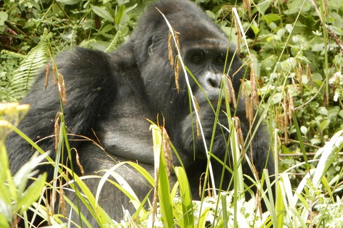 10 Day Best of Uganda Adventure Safari - Fort Portal and Bigodi Wetland: birds and small-scale wildlife magic
