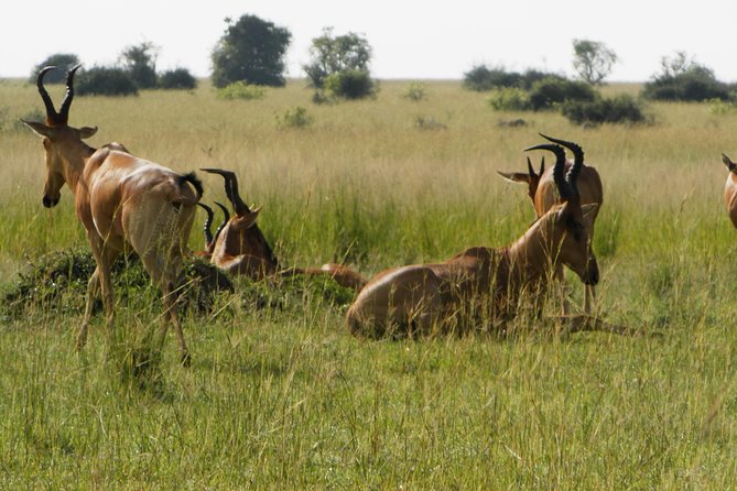 10 Day Best of Uganda Adventure Safari - Kibale National Park chimpanzees: the primate day that sets your expectations