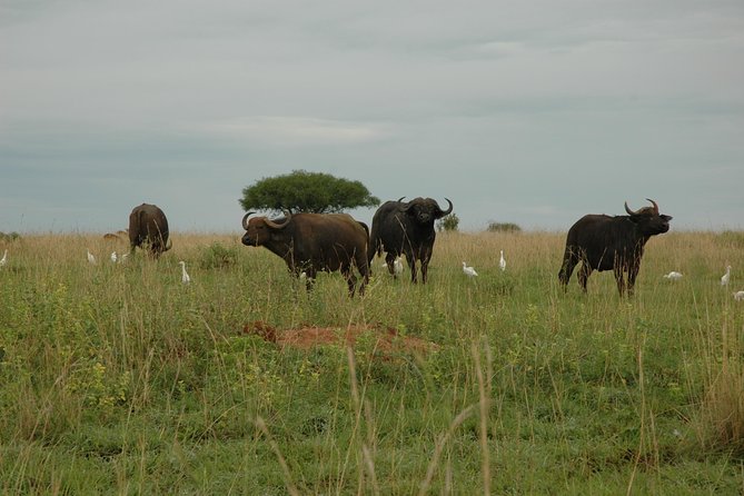 10 Day Best of Uganda Adventure Safari - Queen Elizabeth National Park: sunrise game drive, then Kazinga Channel by boat