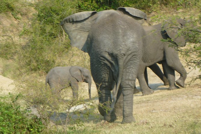 10 Day Best of Uganda Adventure Safari - Ishasha tree-climbing lions to Bwindi gorillas: a two-stage adrenaline hit
