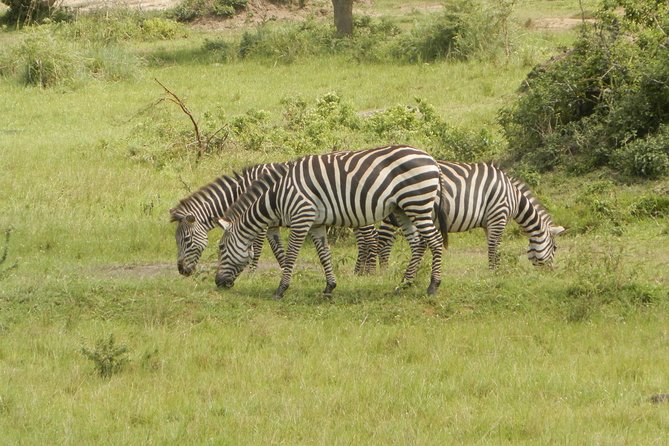 10 Day Best of Uganda Adventure Safari - Lake Mburo National Park: the calmer middle day that still delivers