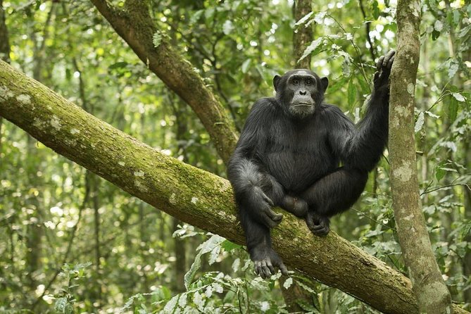 10 Day Best of Uganda Adventure Safari - Entebbe to Kampala: a practical start at the right time of night