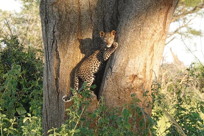 10-Day Big-7 Private Tour Experience in Uganda Safari - Price and Value: What $3,215 Covers, and What Costs Extra