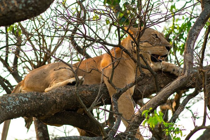 10-Day Big-7 Private Tour Experience in Uganda Safari - Practical Tips That Will Save Your Sanity