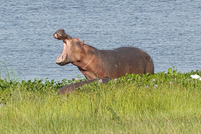 10-Day Big-7 Private Tour Experience in Uganda Safari - Should You Book This 10-Day Big-7 Private Uganda Safari?