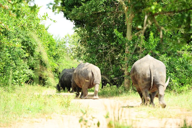 10 Day Gorilla Chimps and Big 5 Safari - Key things to know before you go