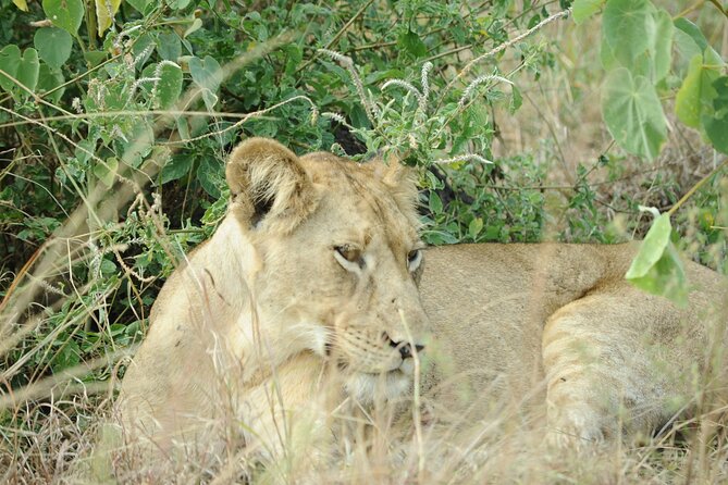 10 Day Gorilla Chimps and Big 5 Safari - The big-picture value of a 10-day Kampala to Bwindi wildlife route